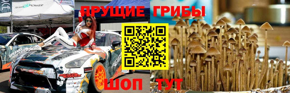 Галлюциногенные грибы Cubensis Сегежа